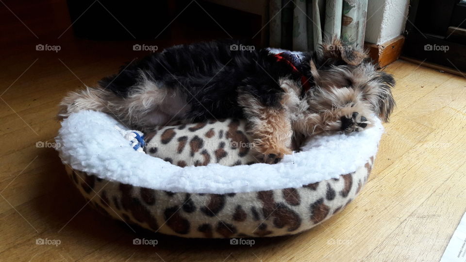 Cute hairy puppy yorkshire terrier sleeping