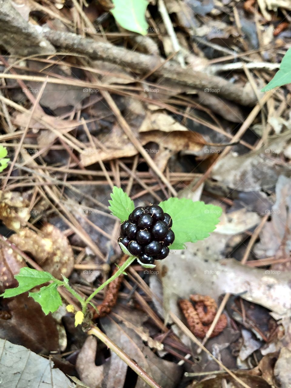 Ripe wild blackberry 