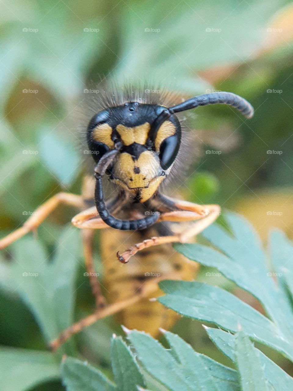 Macro photo of a wasp among green grass