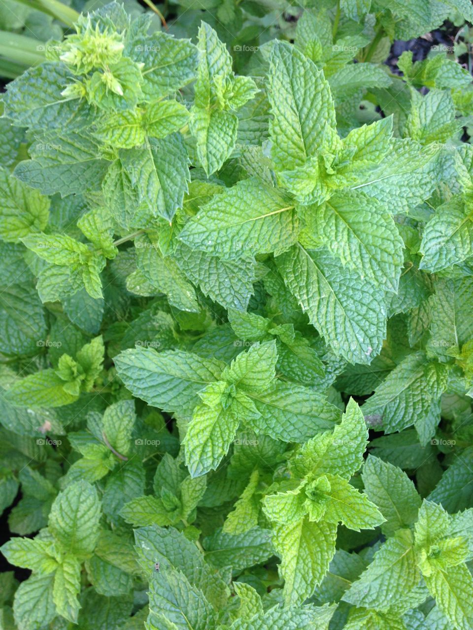 Mojito mint 