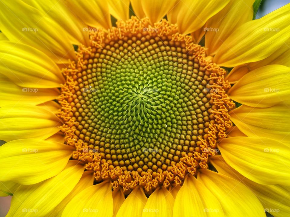 Sunflower