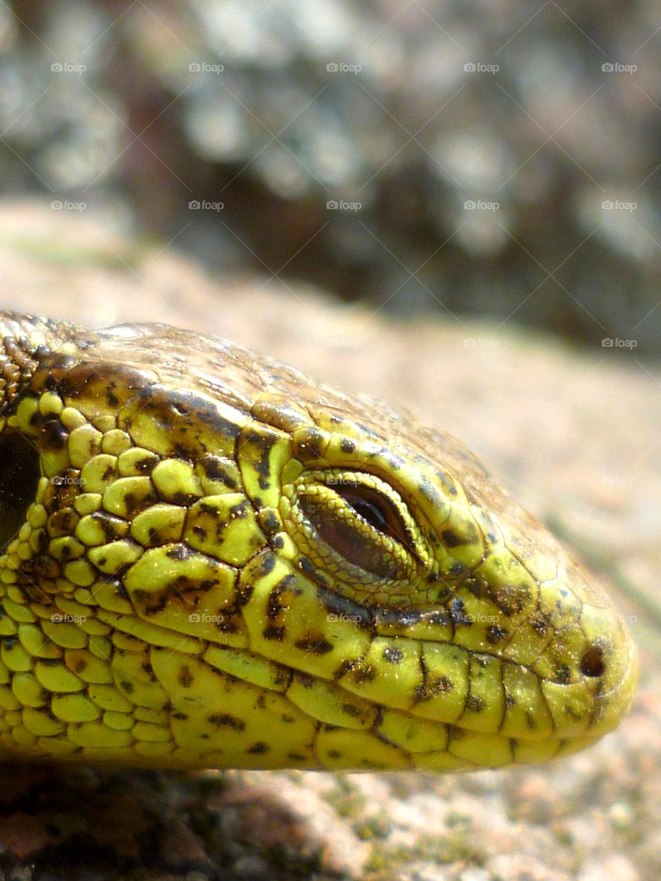 Head of sand lizard at sun