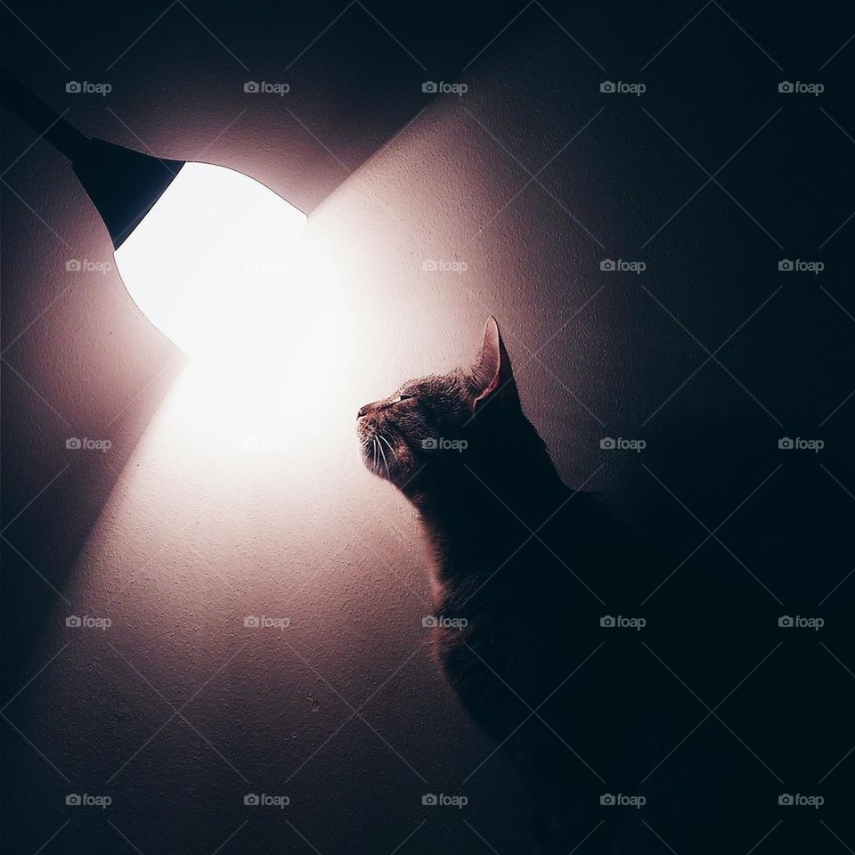 cat in the light 