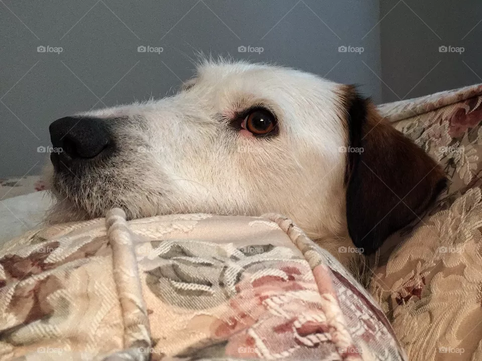 Cozy dog