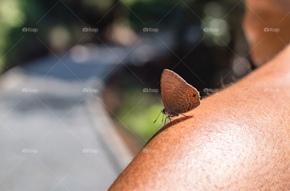 Brown Butterfly on the arm in park.