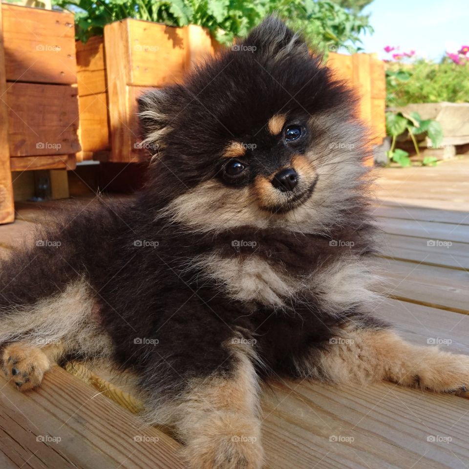 Pomeranian puppy