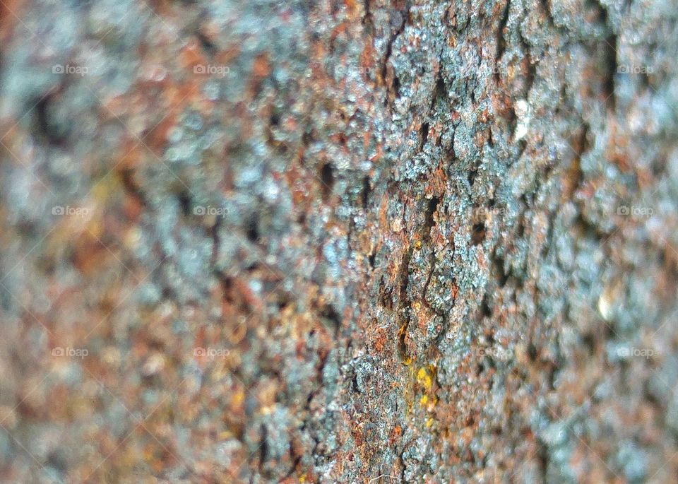 Full frame of plant bark