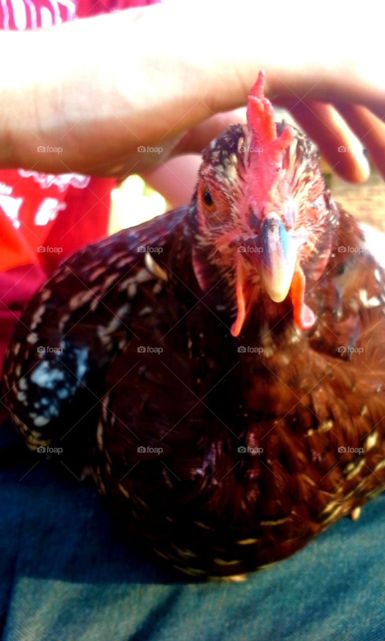 Cyclops the Half Blind Chicken. Cyclops is  blind in one eye, but she is spoiled rotten because of it. She loves to be held and pet.(petted?)