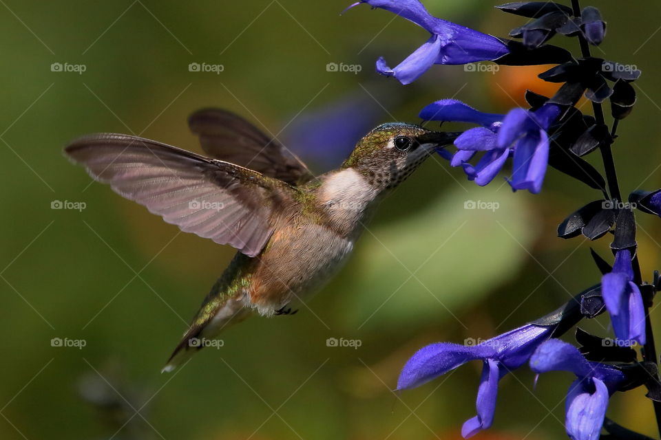 hummingbird feeding from black and blue salvia