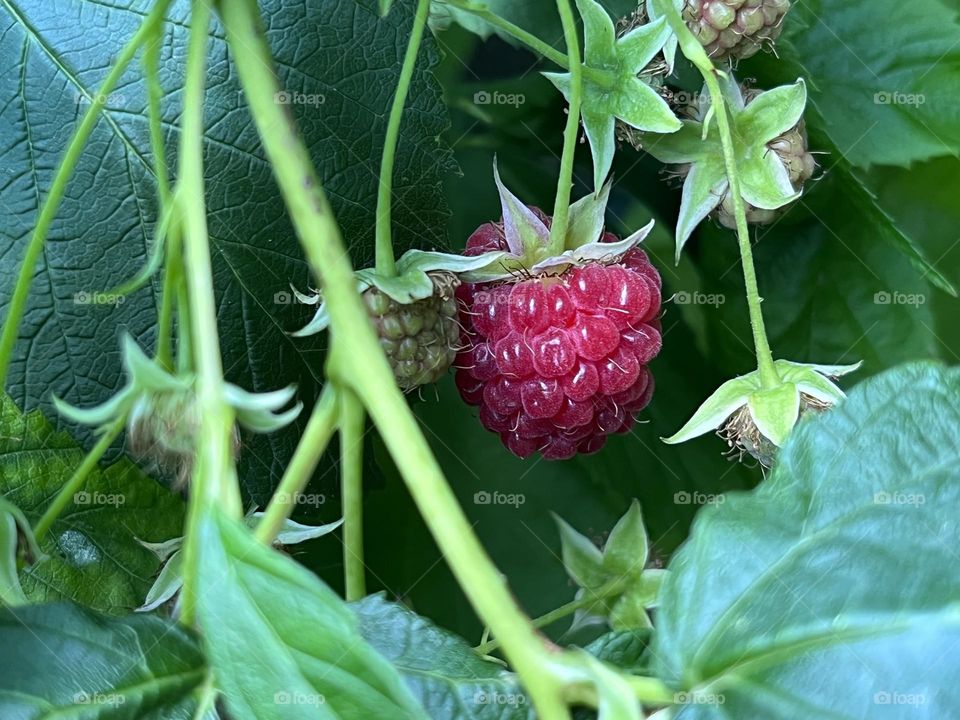 Raspberry 