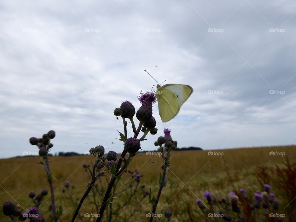 Butterfly