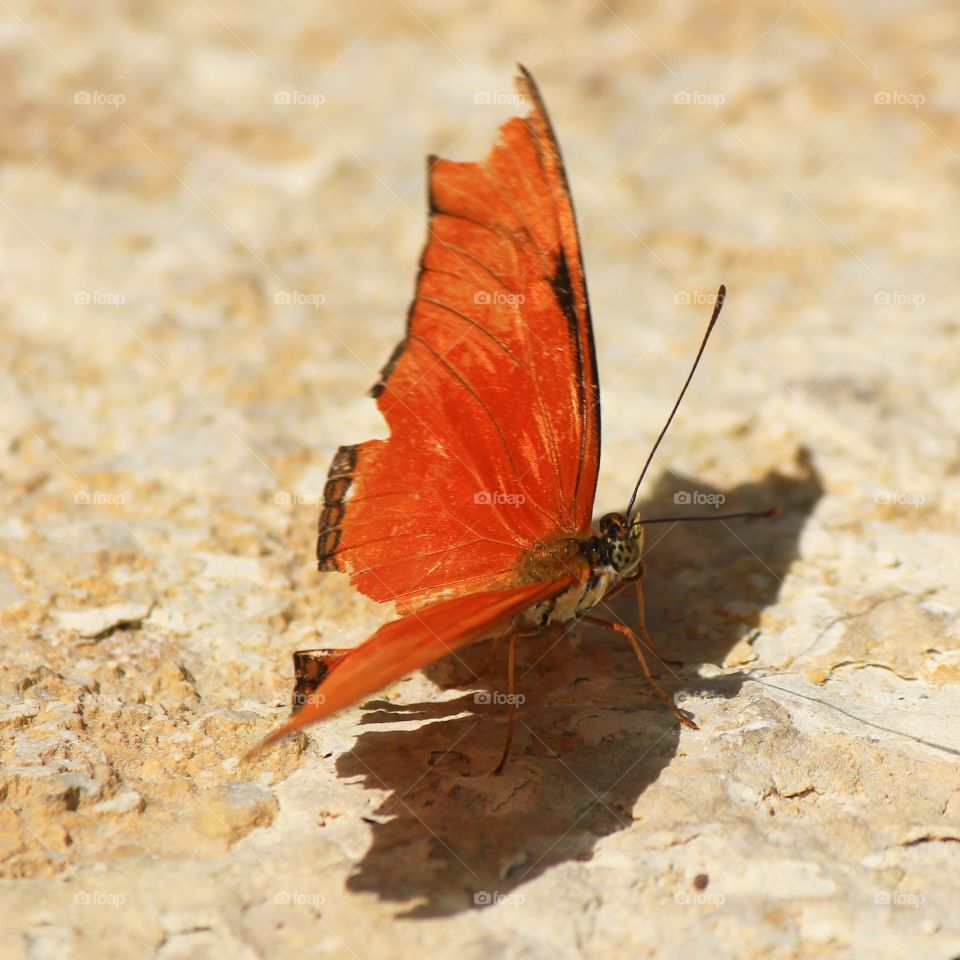 Orange shadows 