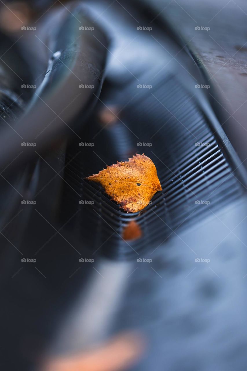 A portrait of a vibrant orange fall leaf lying on a vent of a hood of a car during autumn or fall season.
