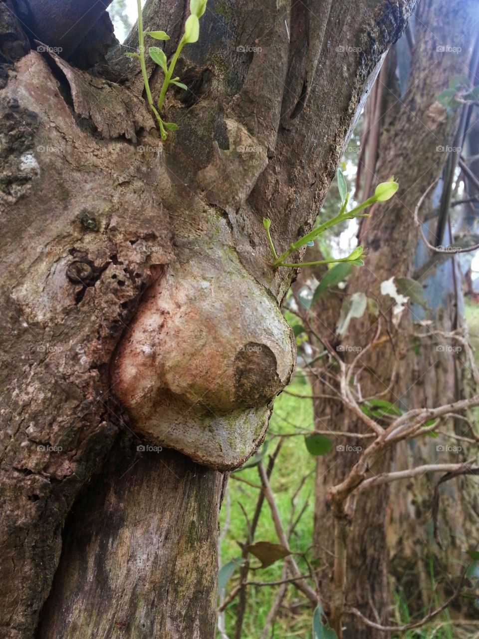 Teddy Bear Tree