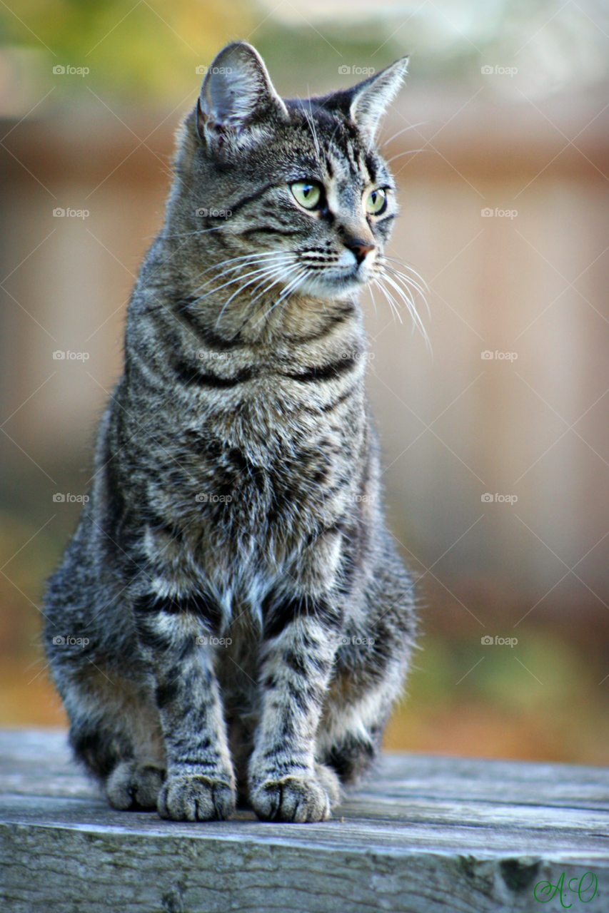 Close-up of cat sitting on wood