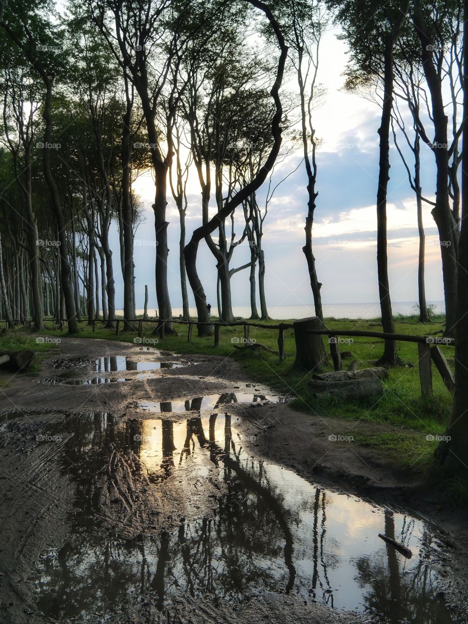 Puddle reflection in forest