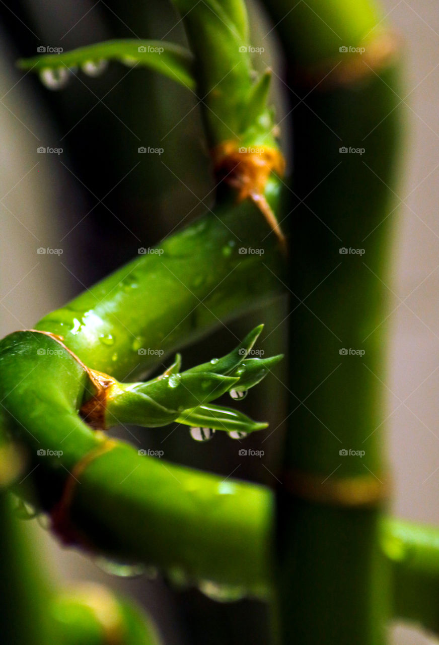 Water drop Macro Shot