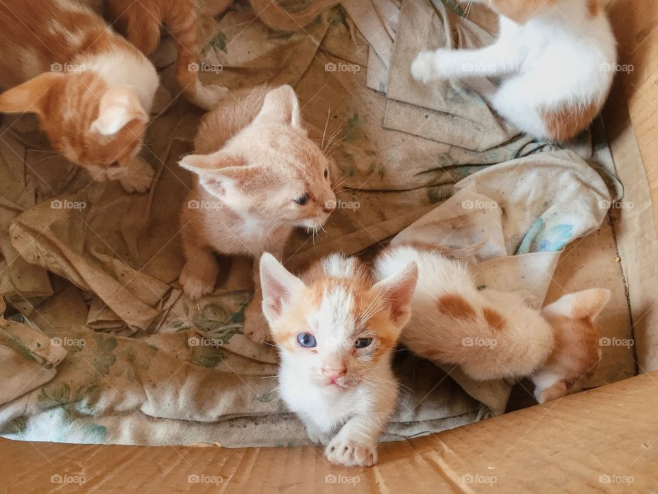 Stray Kittens In Cardboard Box