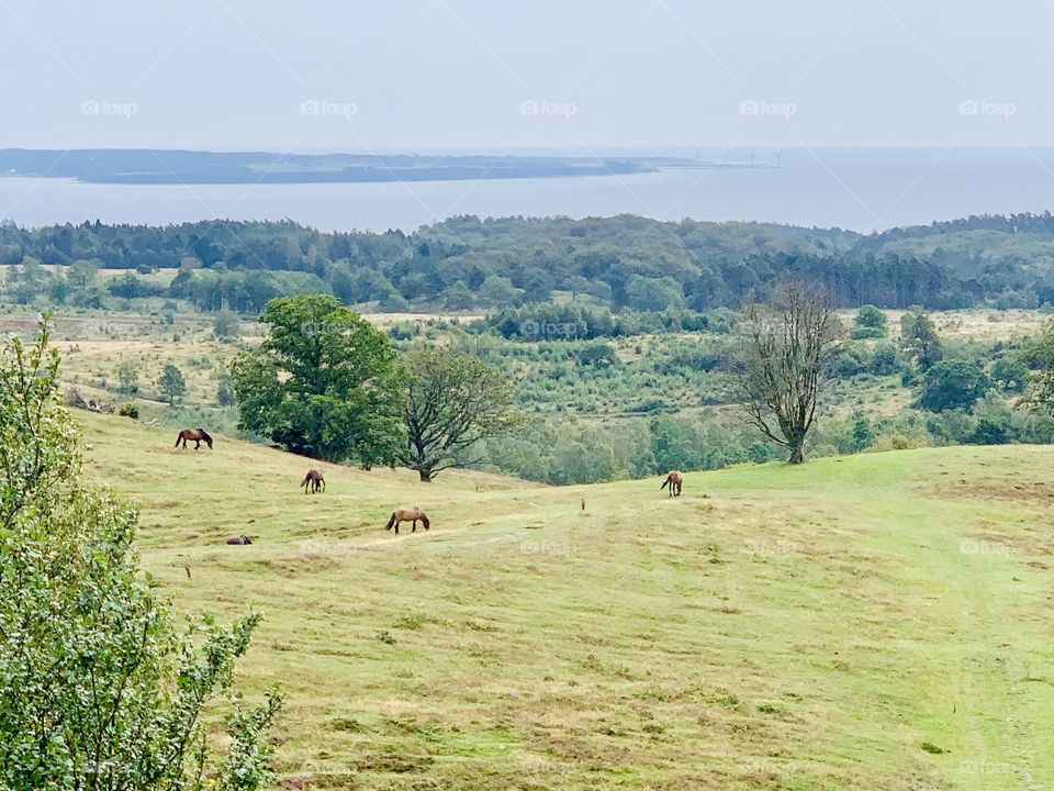 Agri baunehøj