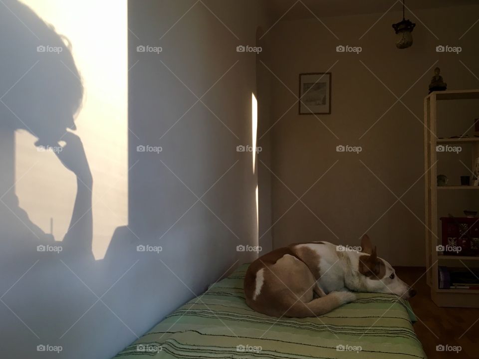 Sad dog on the sofa with a shadow of girl on the wall