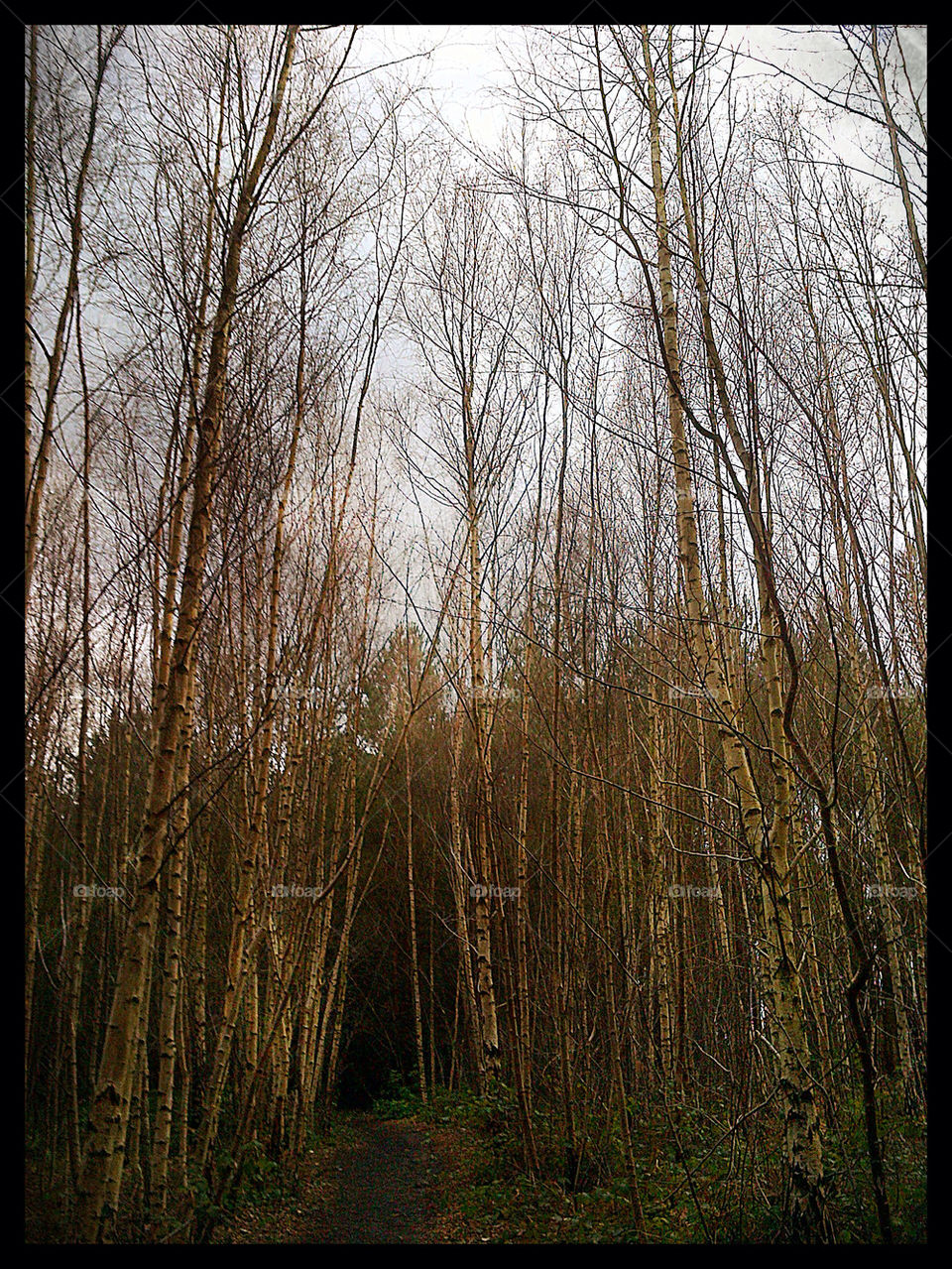 england english surrey winter by ashepperdson