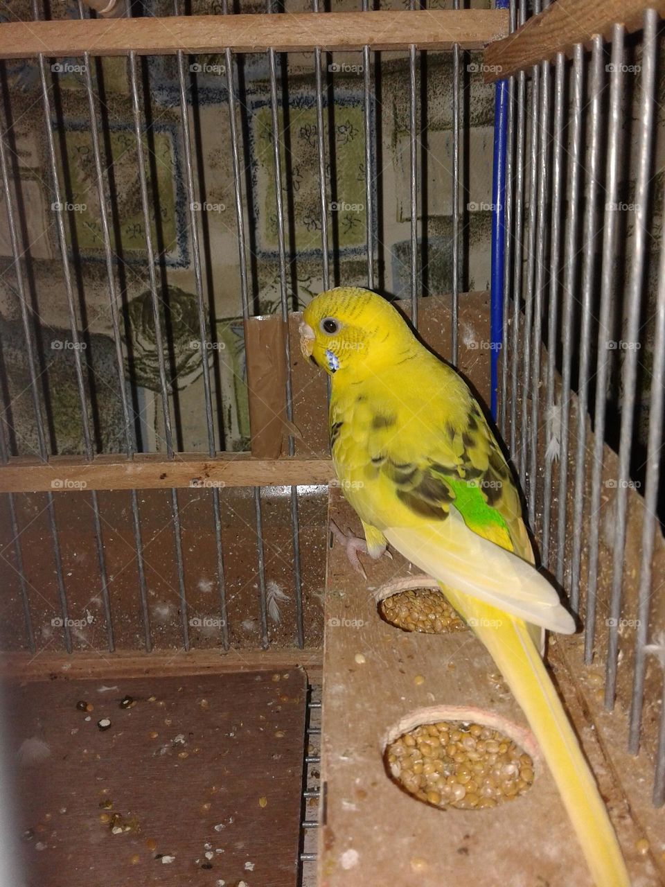 a beautiful yellow bird