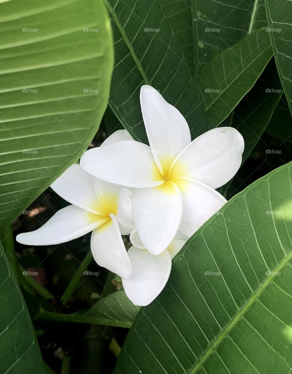 Closeup of white and yellow tropical flowers hidden among large green leaves down at the bay 🤍