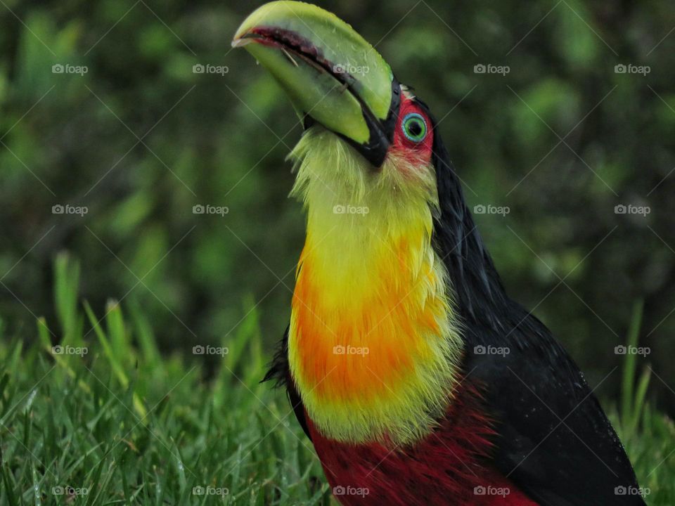 🇧🇷 Tucano-de-bico-verde alimentando-se de princesas de cupim em seu voo nupcial durante uma manhã chuvosa.
🇺🇲 Green billed toucan eating flying termites during a rainy morning.