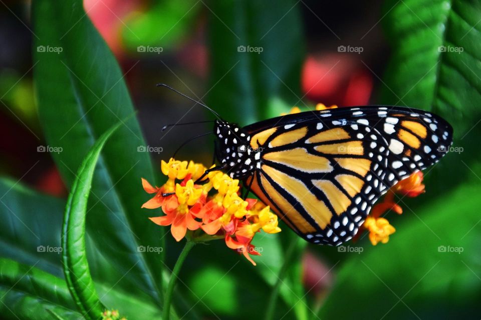 Beautiful and colourful butterfly