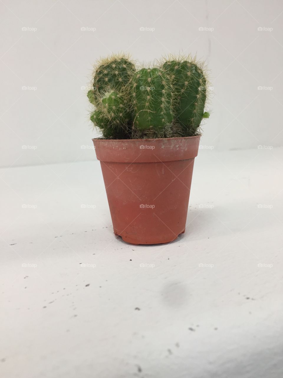 Cactus on a white background