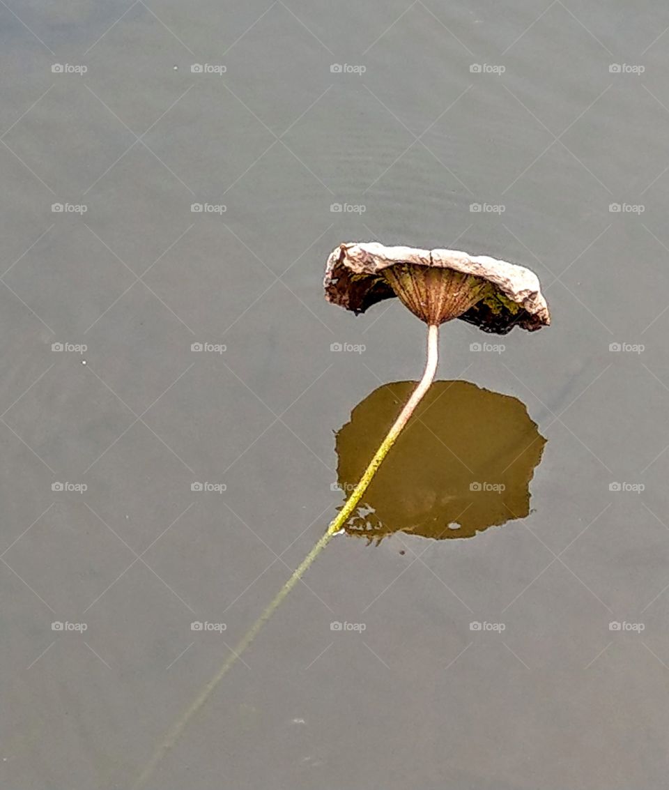 First signs of autumn: lotus leaf in autumn has no summer beauty, but there is another withered beauty.