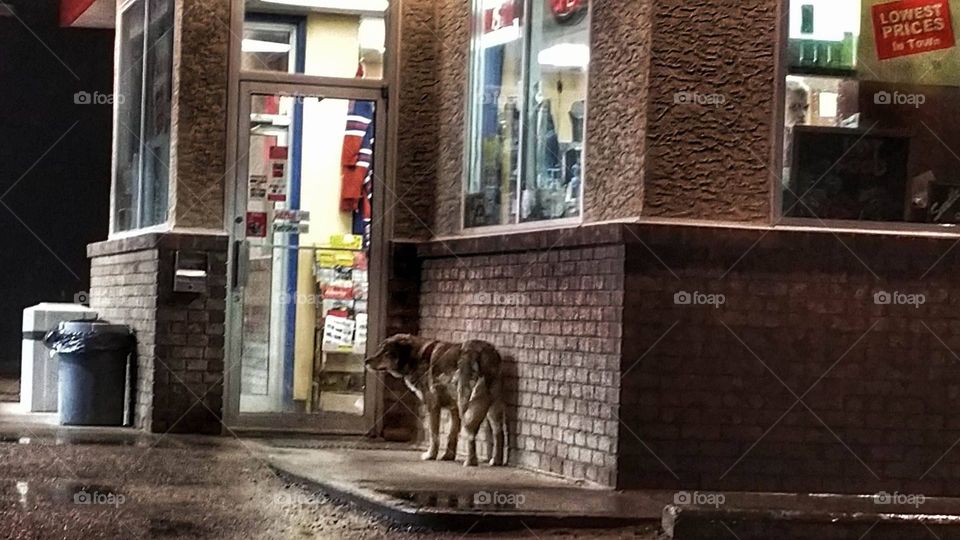 Farm dog. found the only space in the entire town that is dry.