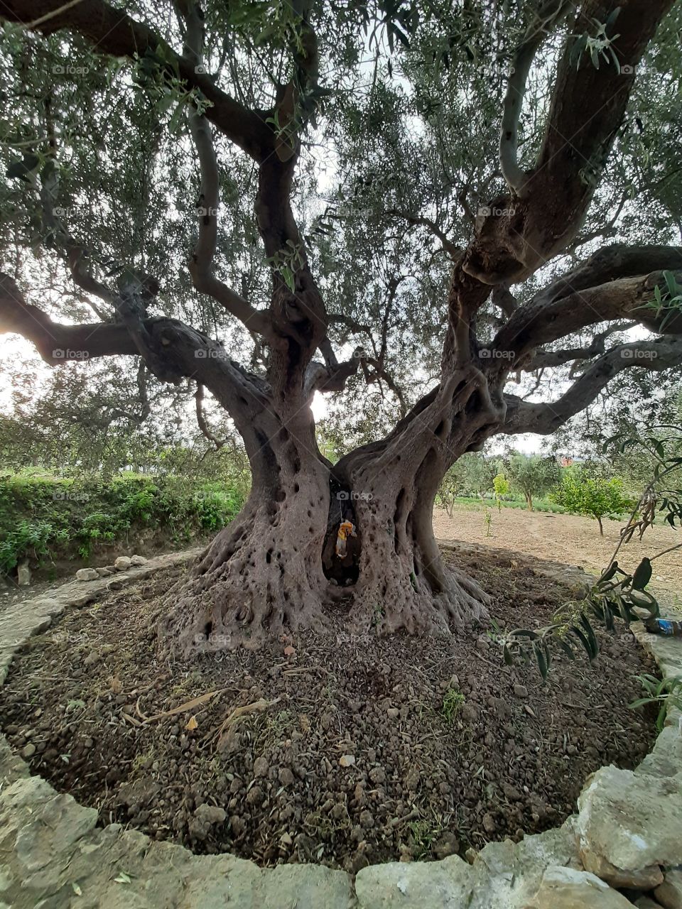Nature, summer, old tree around 100years, 🌳🌳🌳🌳🌳🌳🌞🌞🌞🌞🌞