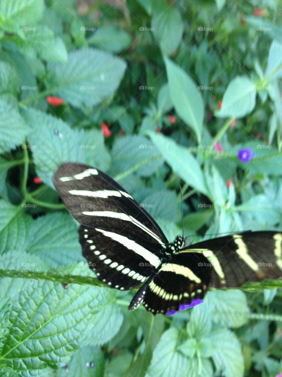 butterfly black and yellow by jmh