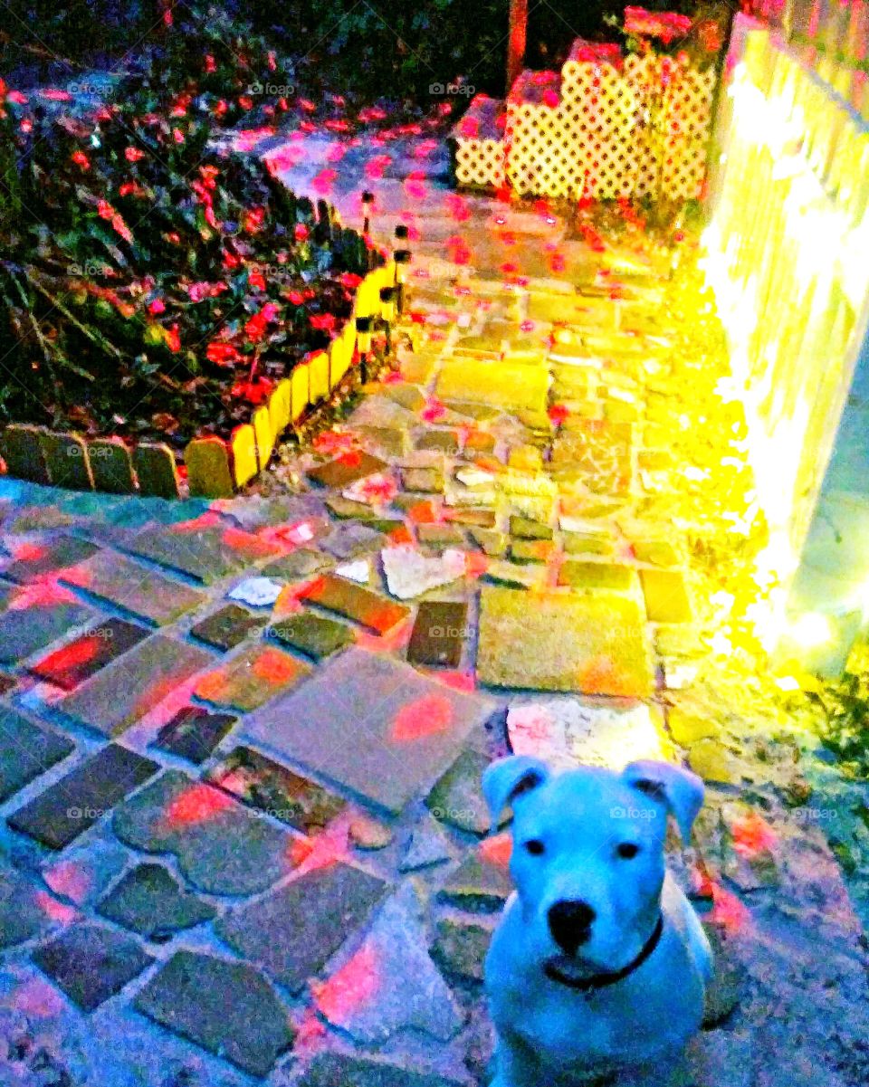 dog and colored lights
