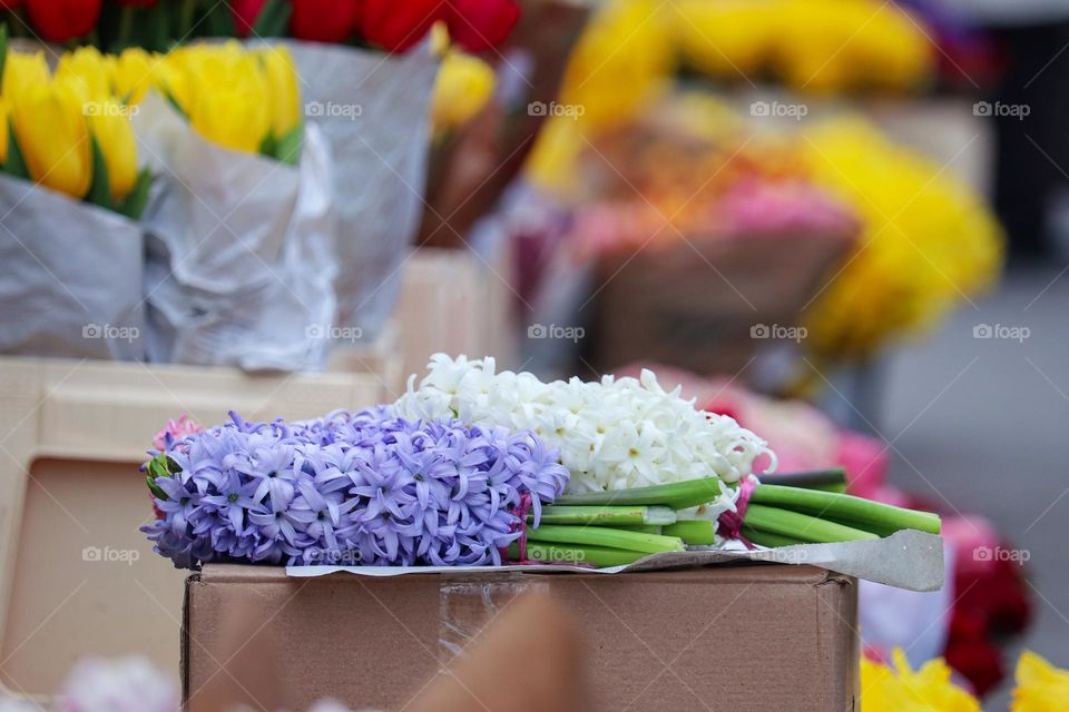 Hyacinth flowers