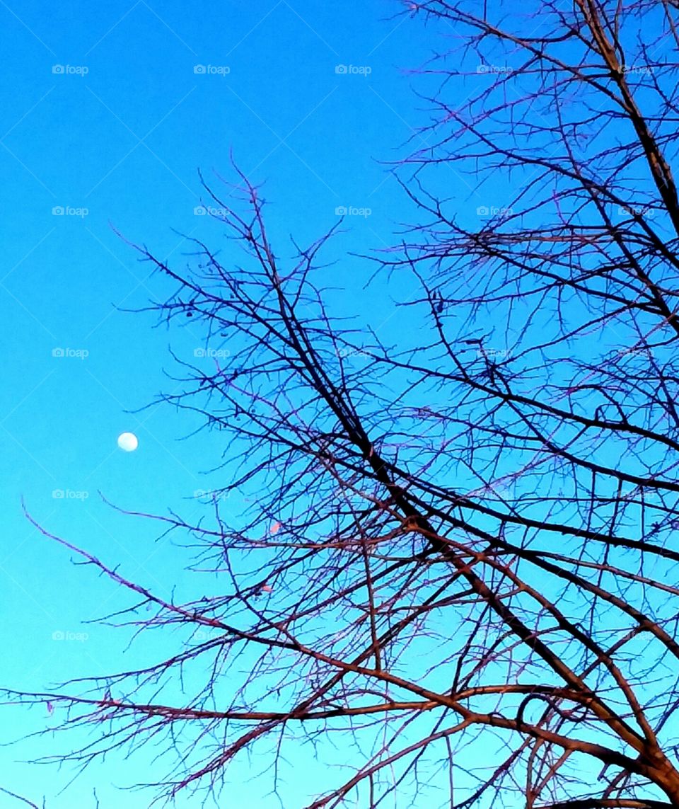 The beaitful moon in the afternoon