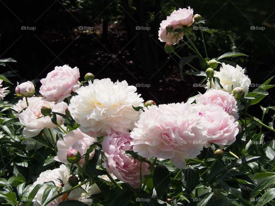Peonies