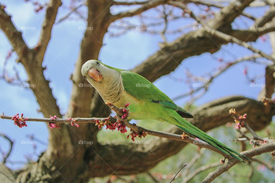 parrots in Malaga