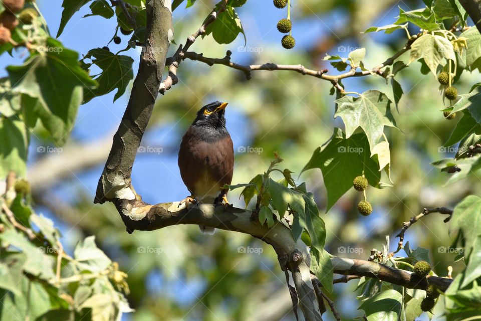 African Indian Myna Bird