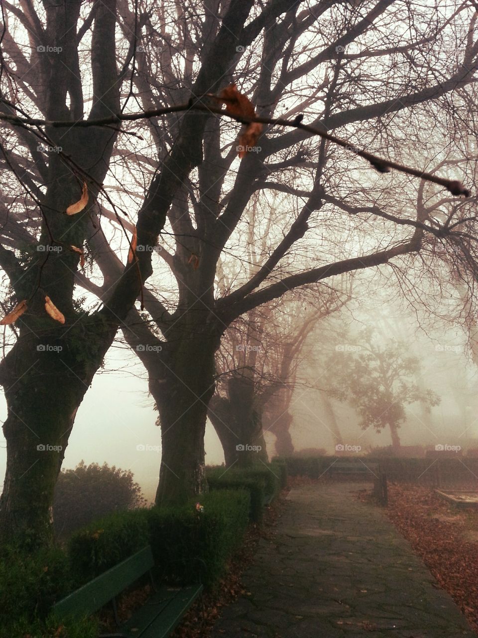 Fog in the park