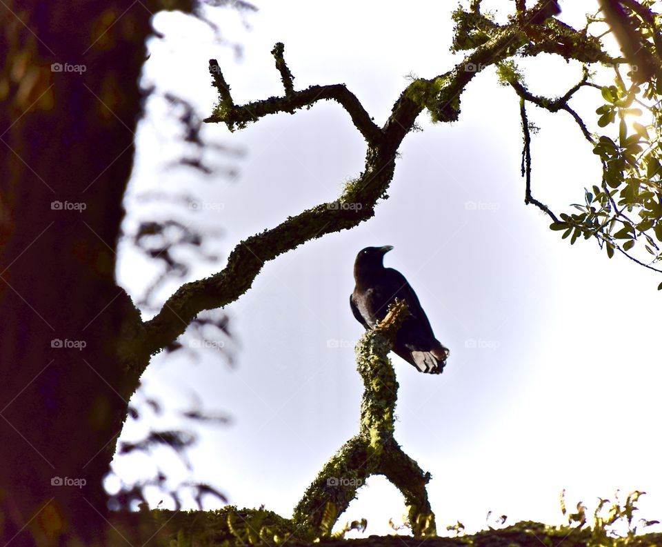 Silhouette of a bird perched on a branch