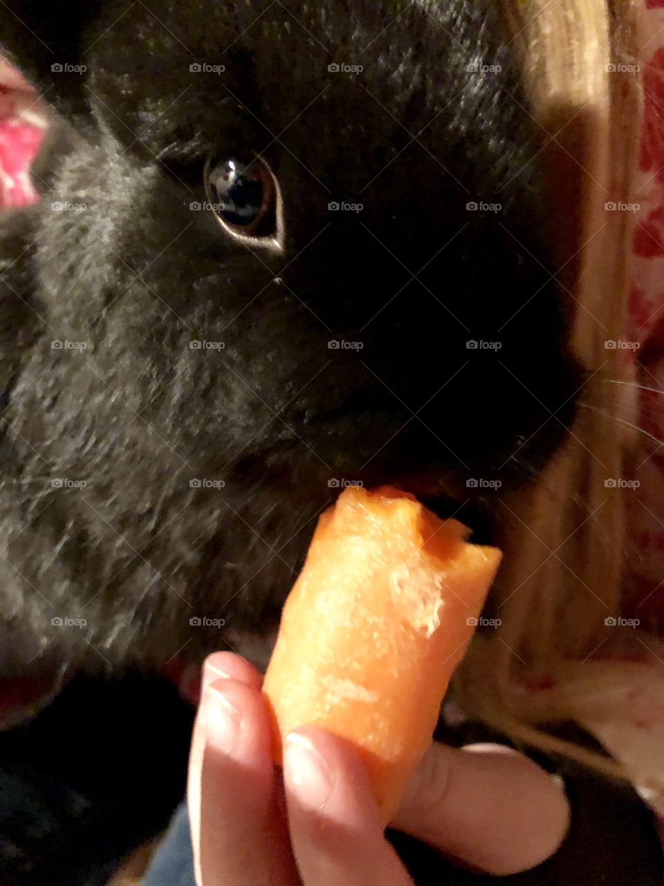 Rabbit eating carrot