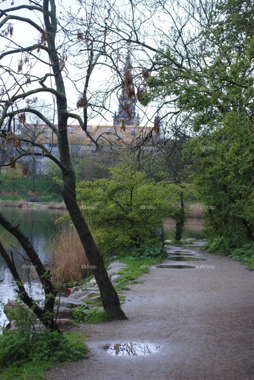 the forest after the storm