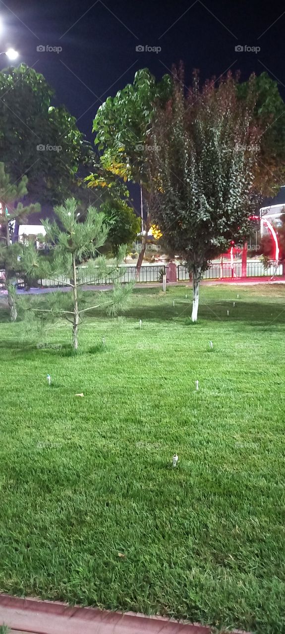 trees and deep grass along the road a woderful summer evening.