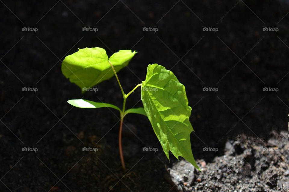 beautiful green 💚 plant spring sprout in sunlight