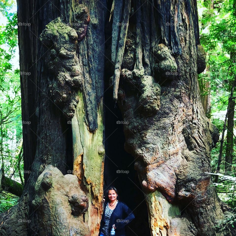 Muir Woods, California 