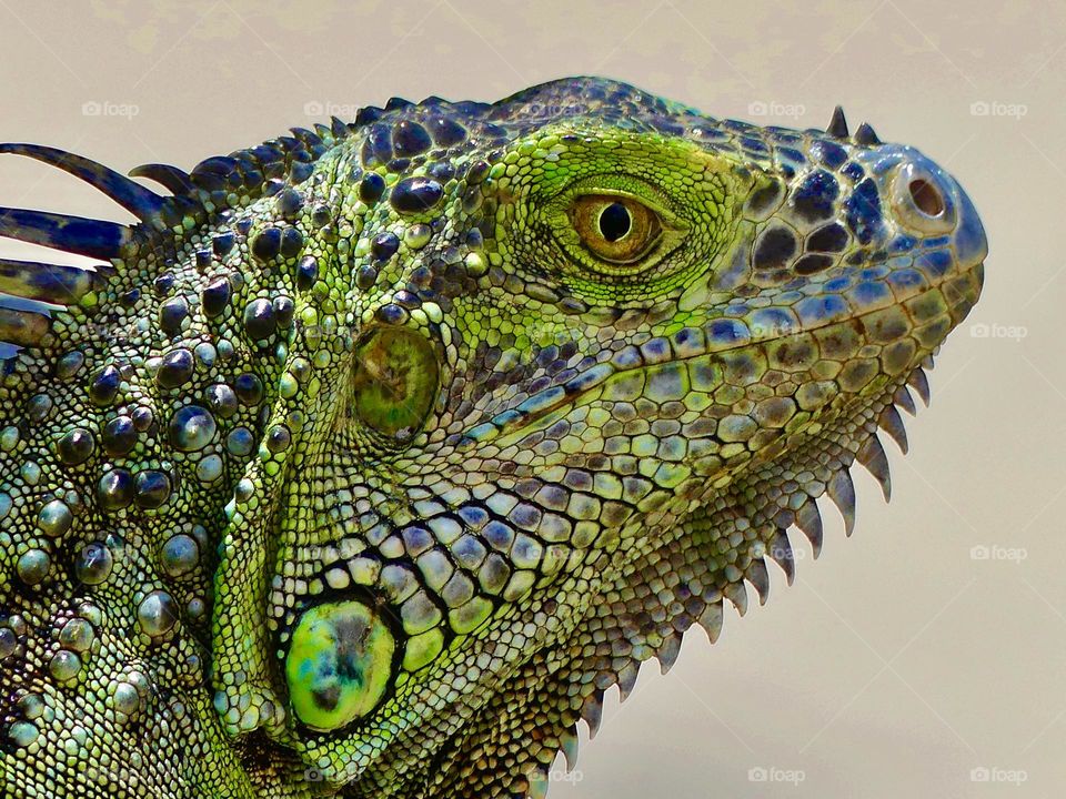 Urban Nature: Wildlife - Green iguanas are large, typically green lizards, though they can sometimes be brown or almost black in color. Hatchling and young green iguanas usually have bright green coloration
