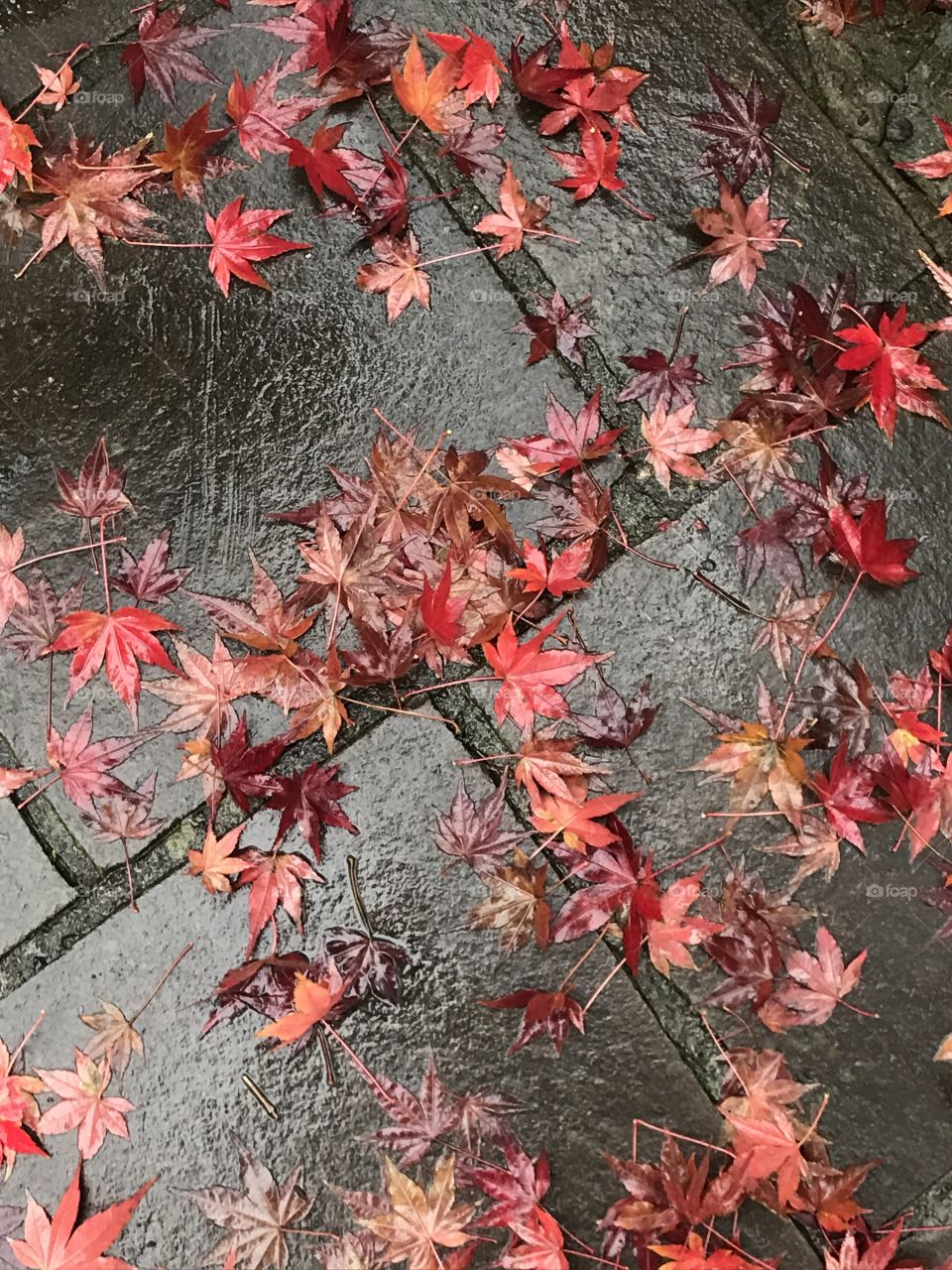 Autumn fall 