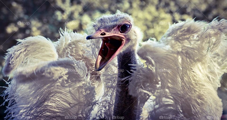 A rather cross looking ostrich with flustered feathers 